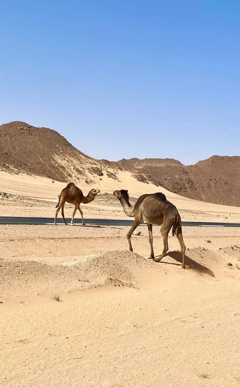 Two camels beside a road through the Algerian Sahara