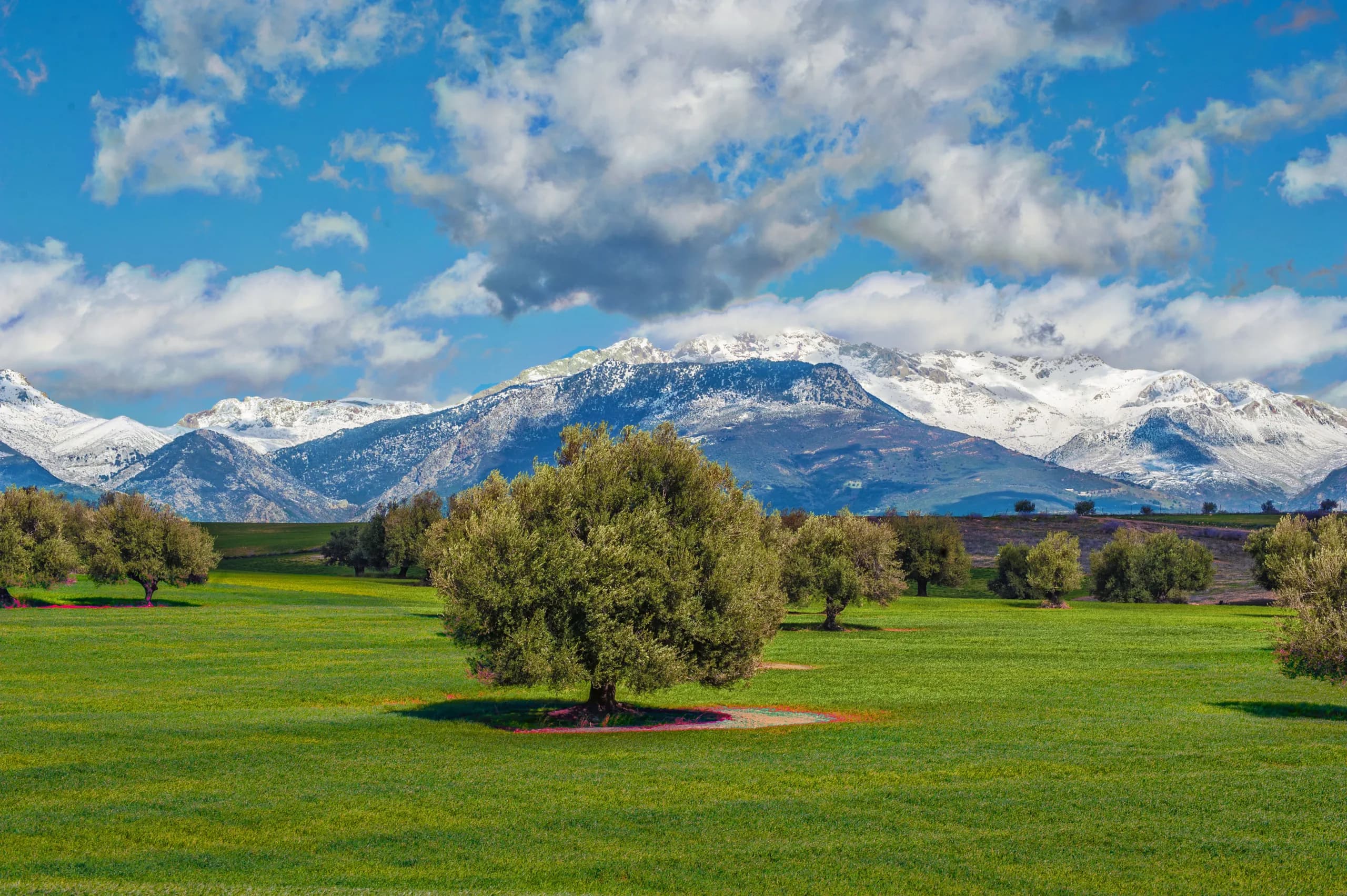 Snow on the Djurdjura peaks, above green fields and trees